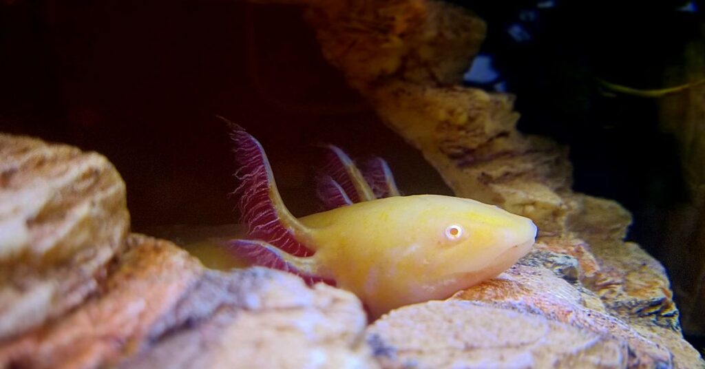 aquarium fish hiding