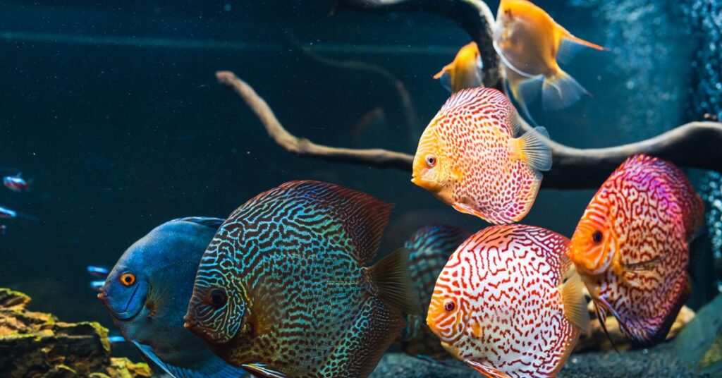 freshwater fish in aquarium at home