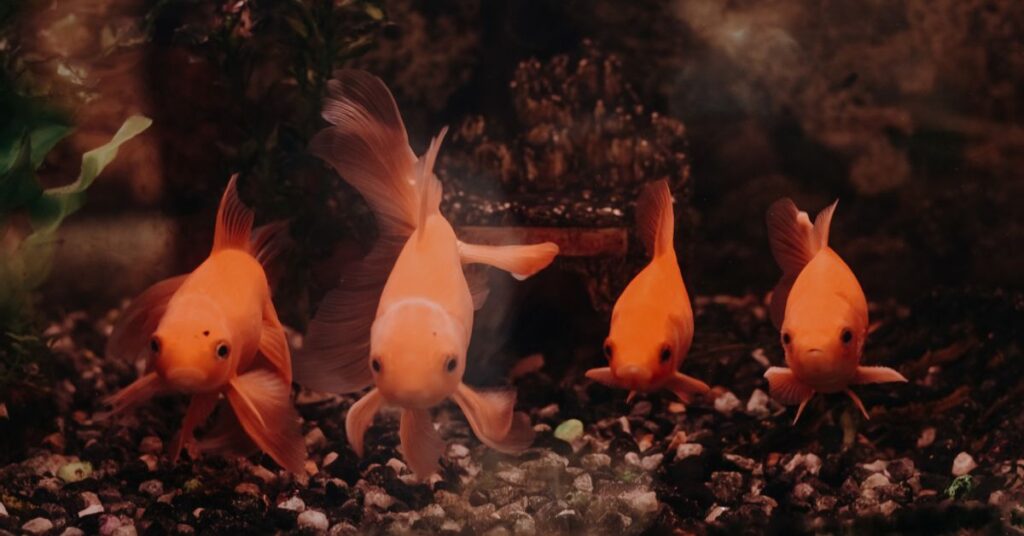 goldfish aquarium set up