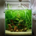 freshwater aquarium grasses tankful