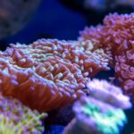 coral in an aquarium