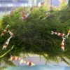 mini freshwater invertebrate shrimp