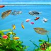 exotic fish swimming in freshwater aquarium