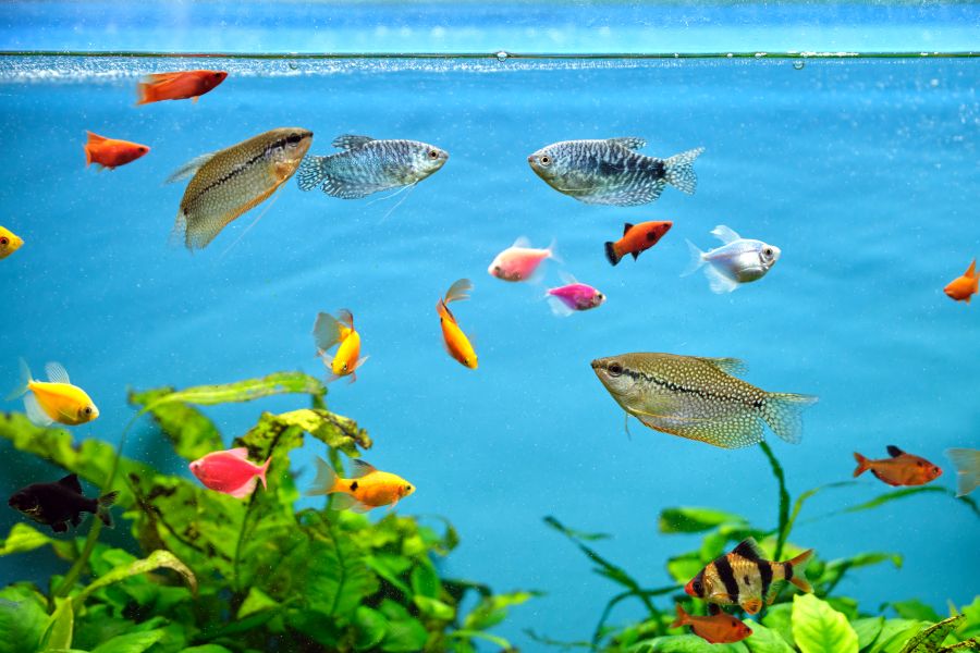 exotic fish swimming in freshwater aquarium