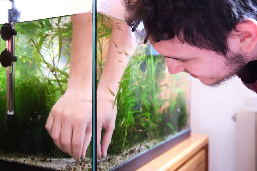  pruning plants to reduce pests in freshwater aquarium