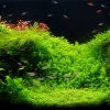 planted freshwater aquarium