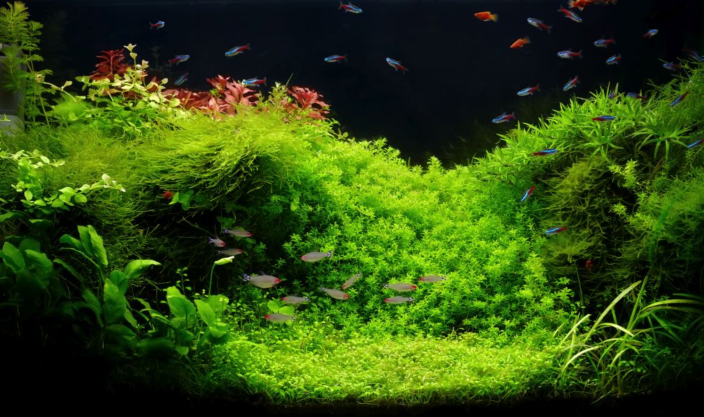 planted freshwater aquarium