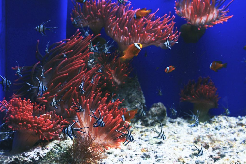 aquarium ecosystem with a school of fish