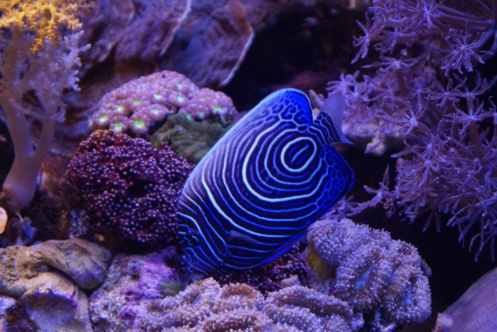 blue and white striped fish aquascaping