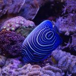 blue and white striped fish aquascaping